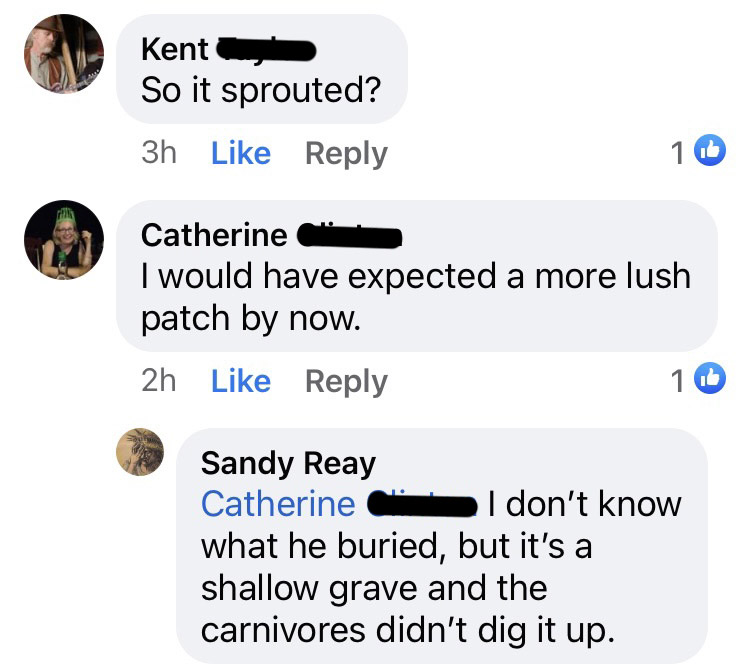 Comments. Ken: So it sprouted? Catherine: I would have expected a more lush patch by now. Sandy: I don't know what he buried, but it's a shallow grave and the carnivores didn't dig it up.
